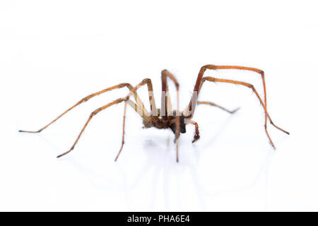 Angle Spider Stock Photo