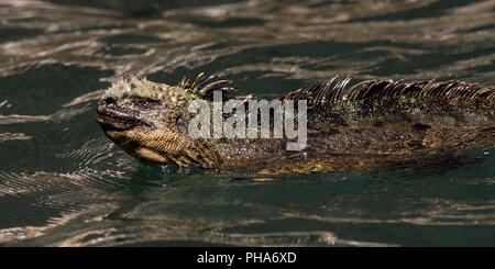 Marine iguana (Amblyrhynchus cristatus) swimming in the ocean in the Galapagos Islands, Ecuador. Stock Photo