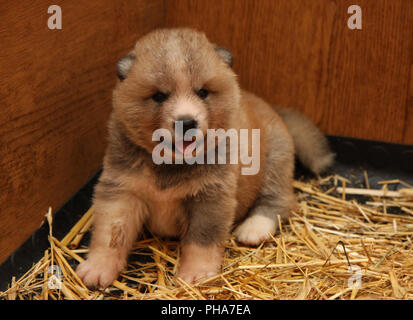 how much does a newborn akita cost