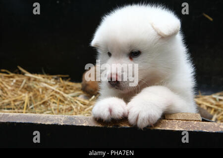 how much does a newborn akita cost