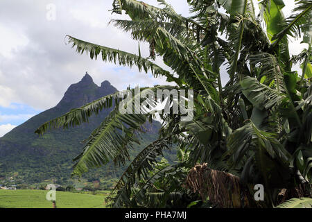 Mauritius, banana tree atthe mountain Pieter Both Stock Photo