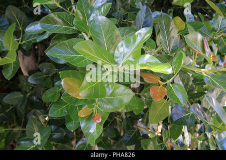 Mauritius, Ficus elastica, Rubber tree Stock Photo