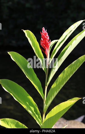 Red ginger, alpinia purpurata Stock Photo