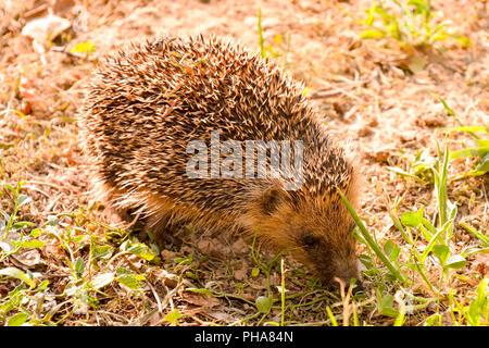 European Hedgehog Mammal Animal Stock Photo