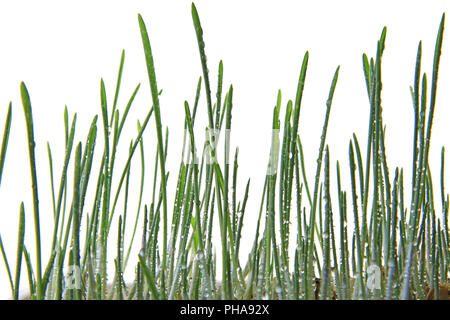 Seedlings of barley as cat grass Stock Photo