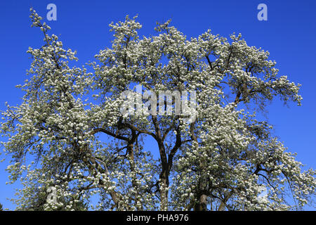 Treetop of a blooming pear tree Stock Photo