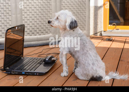 White Havanese sitting curiously in front of a laptop Stock Photo