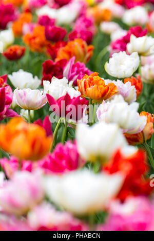 Colorful tulips at Keukenhof in North Holland Stock Photo - Alamy