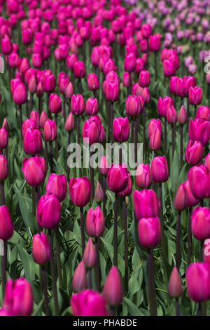 violet tulips at the Keukenhof in North Holland Stock Photo - Alamy