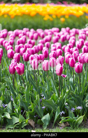 Colorful tulips at the Keukenhof in North Holland Stock Photo - Alamy