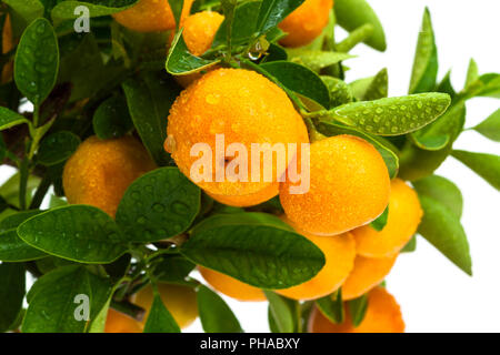 ripe fruit on the tree Stock Photo