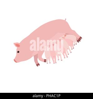 Pig feeding piglets, vector illustration on white isolated background Stock Vector