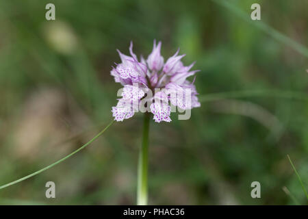 Three-toothed orchid (Neotinea tridentata) Stock Photo