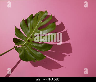 Leaf Monstera on pink background Stock Photo