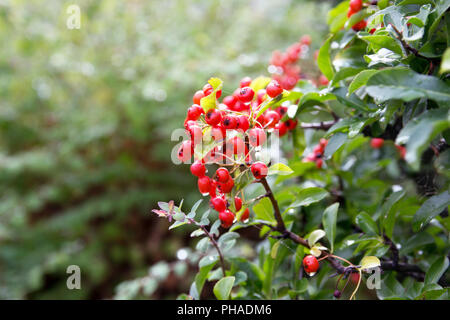 Shrub with lots of red berries on branches. Stock Photo