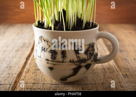 Green wheat in the ceramic cup Stock Photo