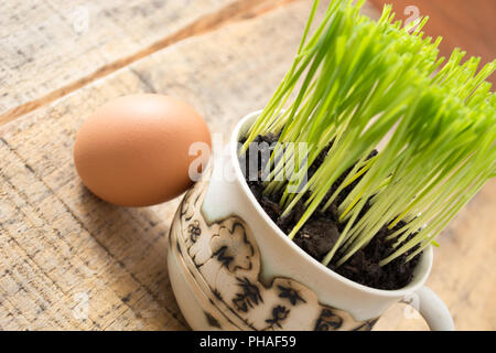 Green wheat in the ceramic cup Stock Photo