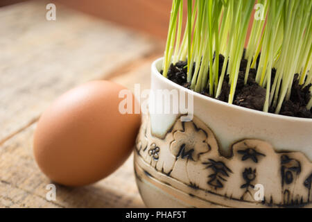 Green wheat in the ceramic cup Stock Photo
