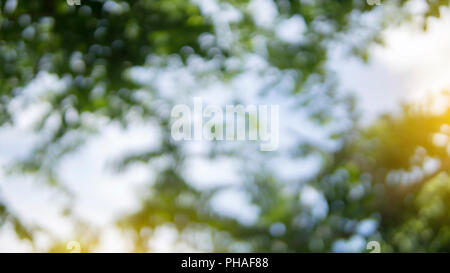 Beautiful nature circle bokeh,Bokeh light from the sun through the leaves. Stock Photo