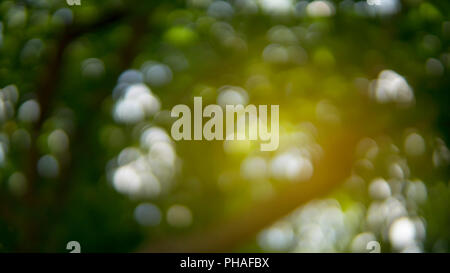 Beautiful nature circle bokeh,Bokeh light from the sun through the leaves. Stock Photo