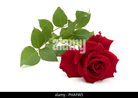 Beautiful red rose with leaves Stock Photo