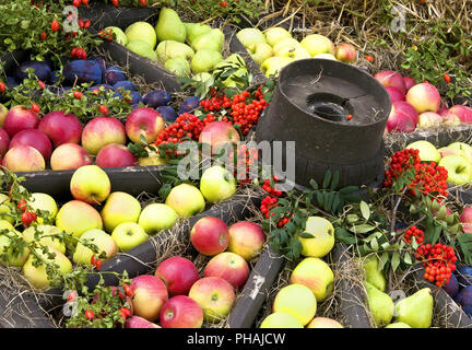 Old wagon wheel with apples Stock Photo