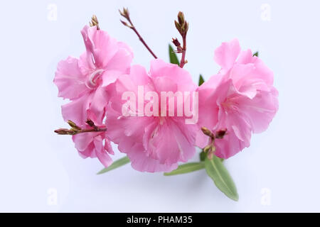 Oleander blossoms, isolated on white Stock Photo