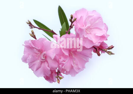 Oleander blossoms, isolated on white Stock Photo