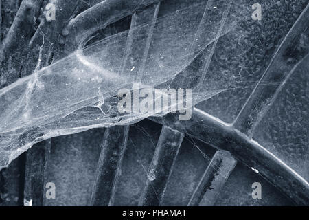 Spider webs Stock Photo