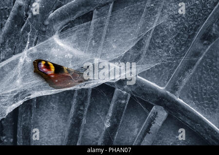 Spider webs Stock Photo