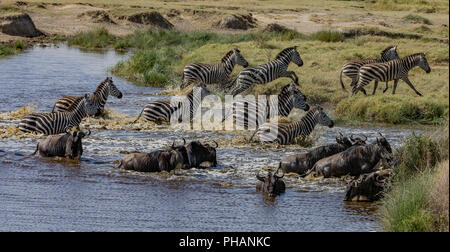 Zebra herd and Gnus herd, escape from the water Stock Photo