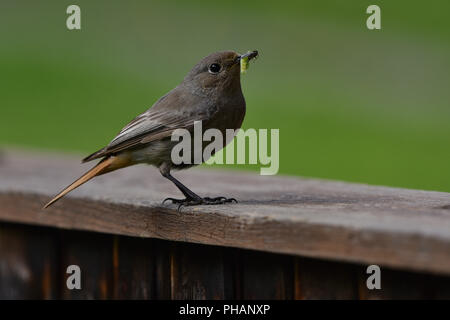 blackstart; black redstart; Stock Photo