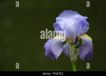 Bearded Iris, Iris germanica Stock Photo