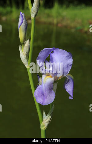 Bearded Iris, Iris germanica Stock Photo