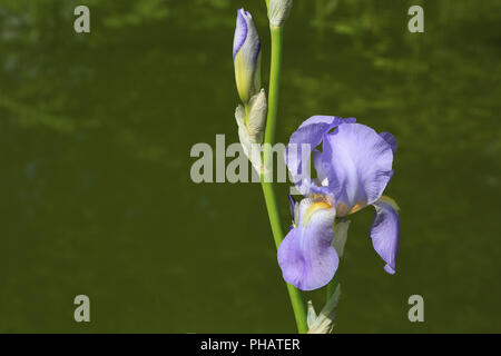 Bearded Iris, Iris germanica Stock Photo