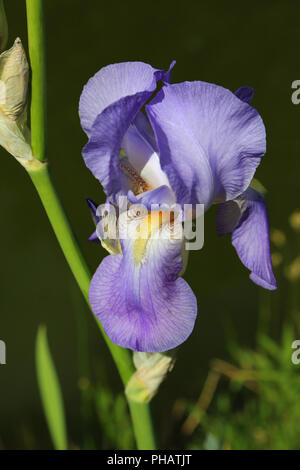 Bearded Iris, Iris germanica Stock Photo