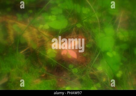Glowing plant in a magical forest, soft blurred effect, pictorialism Stock Photo