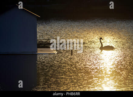 Hefei, China's Anhui Province. 29th Aug, 2018. A black swan swims on the lake on the Qingyuan campus of Anhui University in Hefei, capital of east China's Anhui Province, Aug. 29, 2018. Credit: Zheng Jinqiang/Xinhua/Alamy Live News Stock Photo