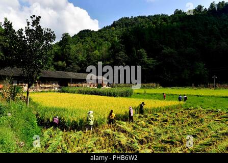 Enshi, China's Hubei Province. 31st Aug, 2018. Farmers harvest rice at Qingshuitang Village of Xuanen County in Enshi Tujia and Miao Autonomous Prefecture, central China's Hubei Province, Aug. 31, 2018. Peopel are now busy in harvesting rice in many places of Enshi. Credit: Song Wen/Xinhua/Alamy Live News Stock Photo