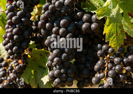 Closeup of bunches of red grapes in the vineyard Stock Photo
