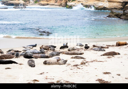 Harbor seals (Phoca vitulina) lounging at Casa Beach, also known as the Children's Pool, in La Jolla California Stock Photo