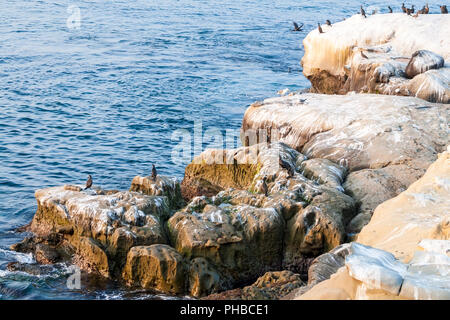 Rocky coastline in La Jolla, California, with Double-crested Cormorants Stock Photo