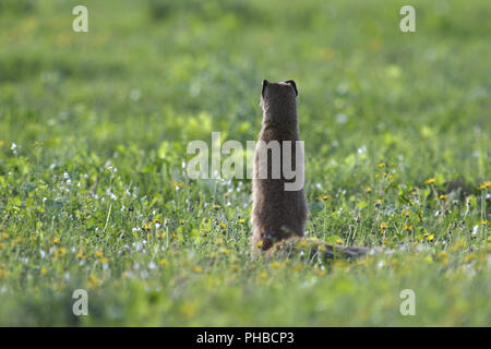 Meerkat, Addo Elephant National Park Stock Photo