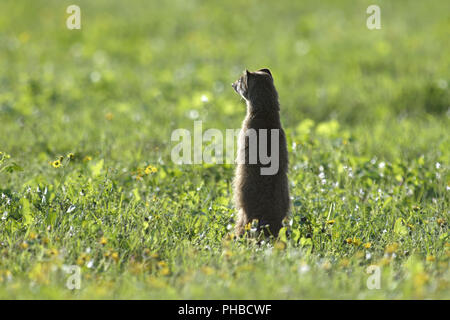 Meerkat, Addo Elephant National Park Stock Photo