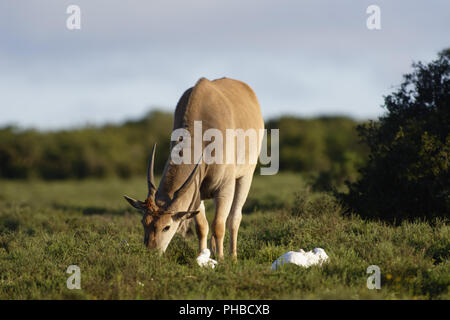 Common Eland grazing, Addo Elephant National Park Stock Photo