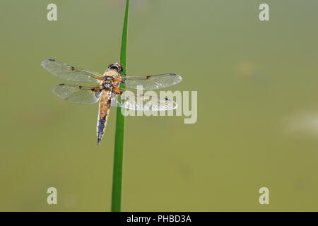 Four spotted chaser, Libellula quadrimaculata Stock Photo