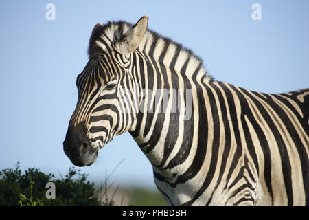 Plains Zebra in Addo Elephant National Park Stock Photo