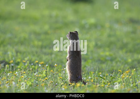 Meerkat, Addo Elephant National Park Stock Photo