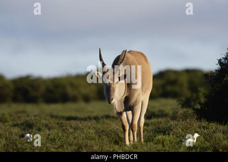 Common Eland grazing, Addo Elephant National Park Stock Photo