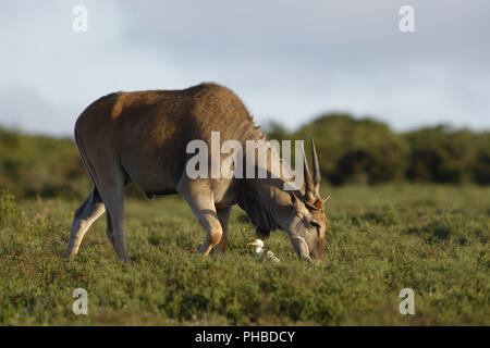 Common Eland grazing, Addo Elephant National Park Stock Photo